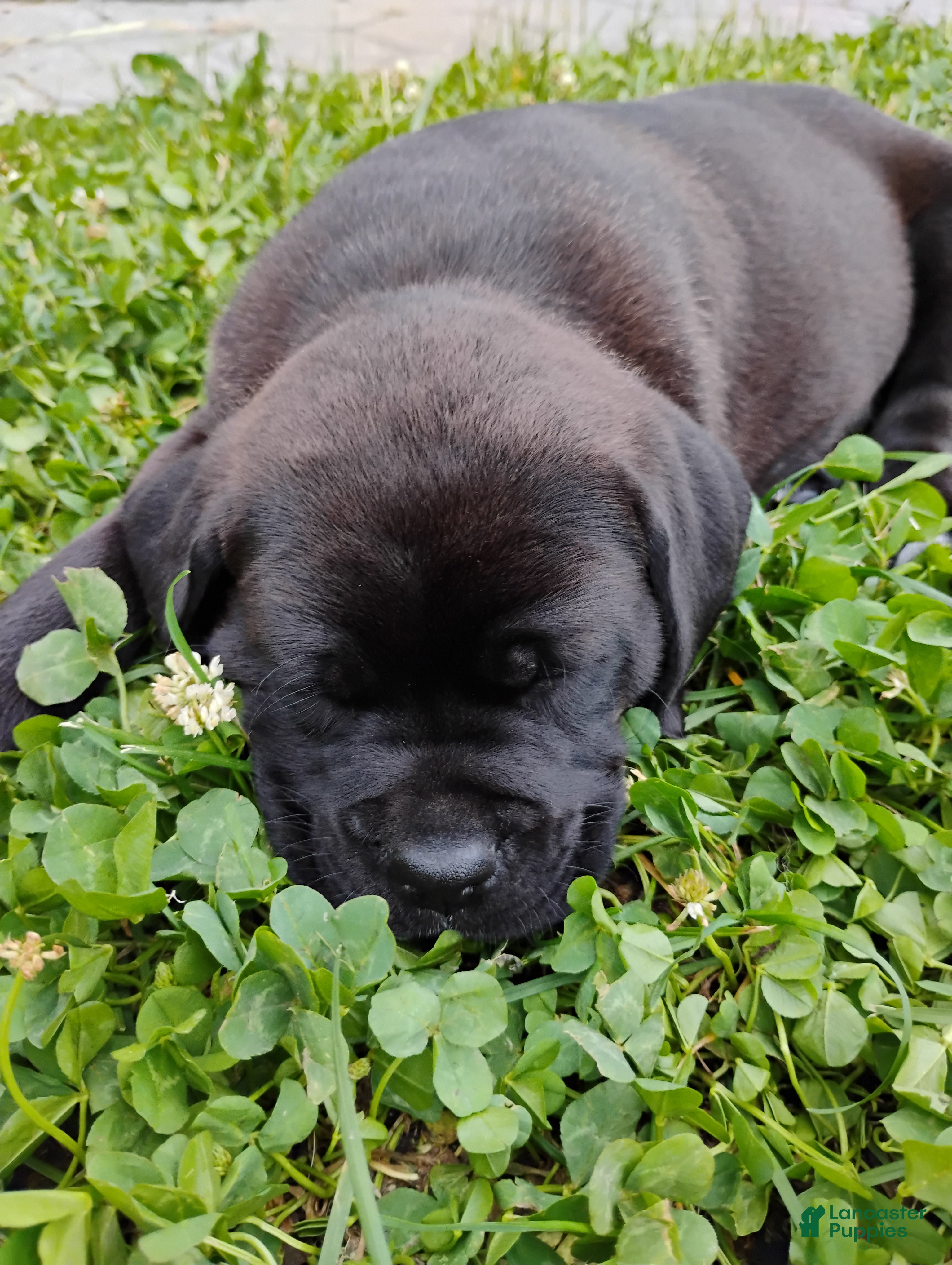 Boxador dogs Buttercup - Ad 2