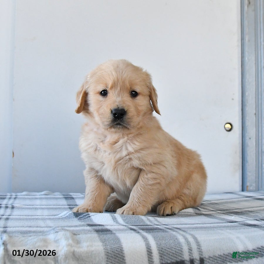 Golden Retriever dogs Rain - Ad 1