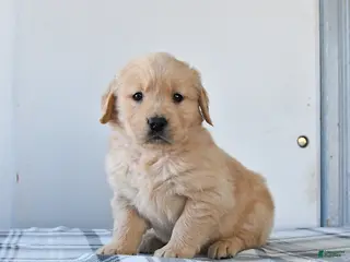 Golden Retriever dogs Rain - Ad 1