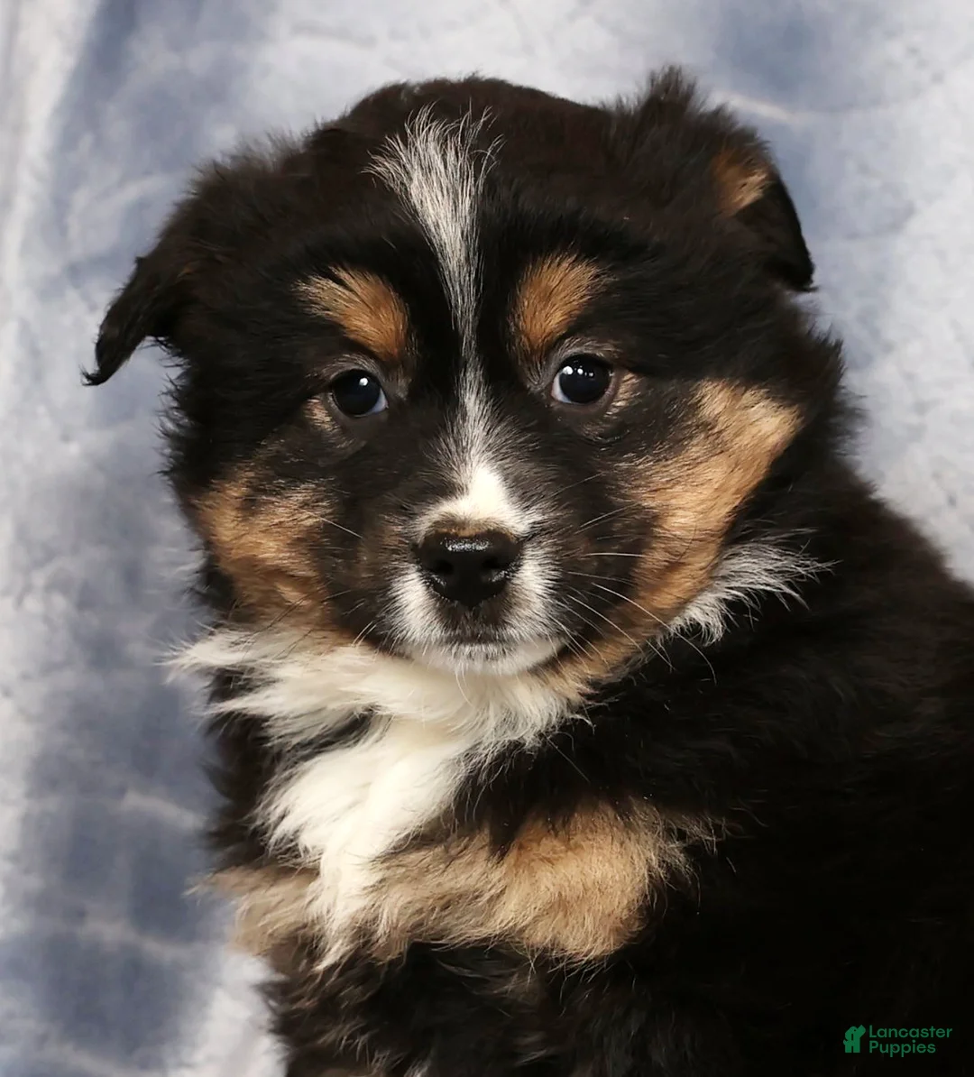 Miniature Australian Shepherd dogs for sale: Ella - Ad 9