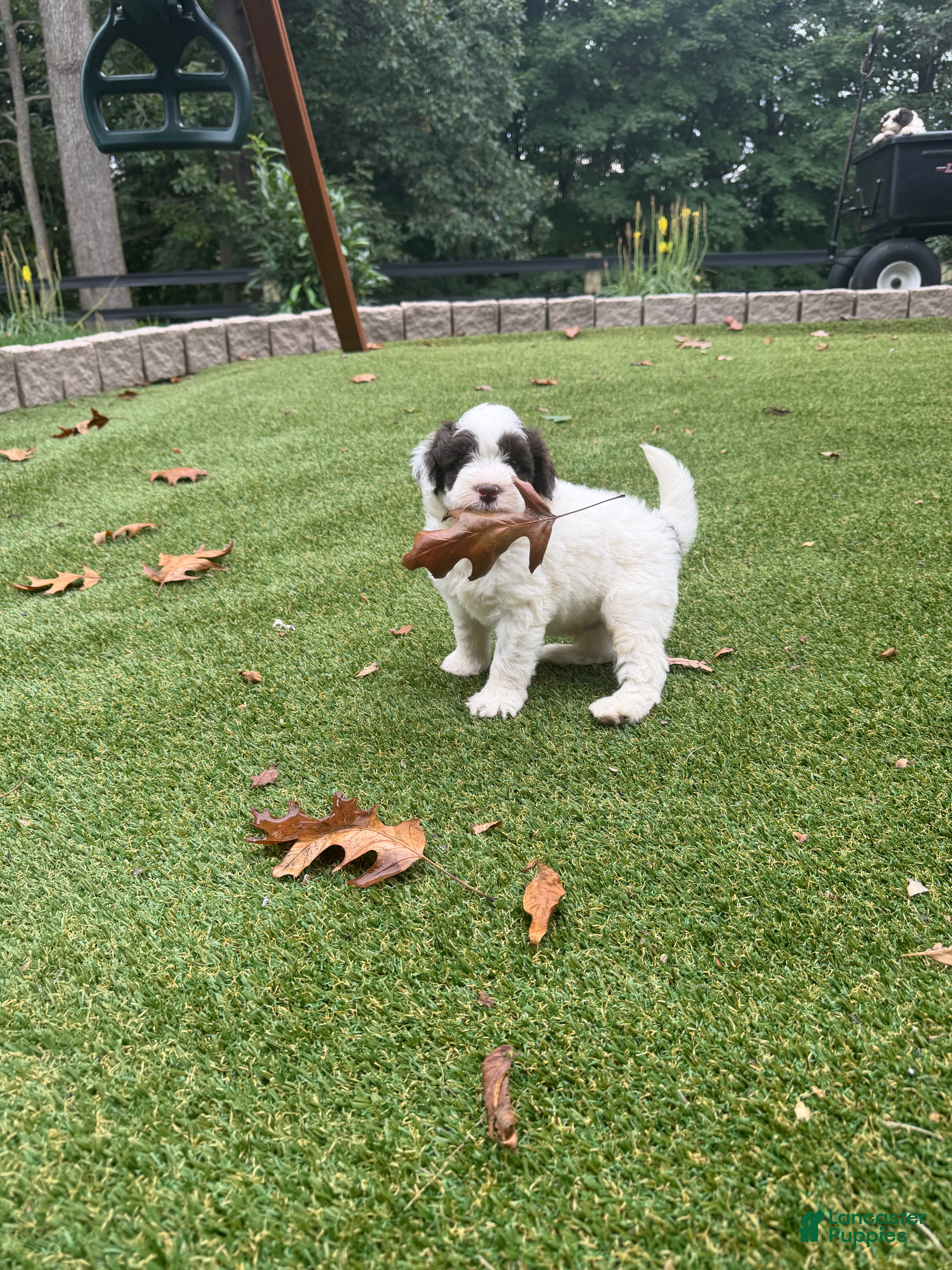 Aussiedoodle dogs Rexy - Ad 1