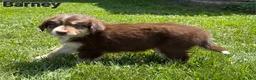 Australian Shepherd dogs for sale: Australian Shepherd 1 - Ad 2