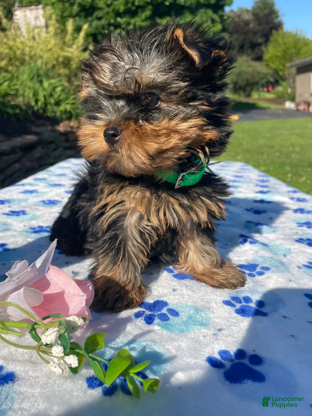 Yorkshire Terrier dogs for sale: Shaggy - Ad 2
