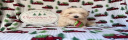 Maltipoo dogs for sale: Jingle - Ad 7