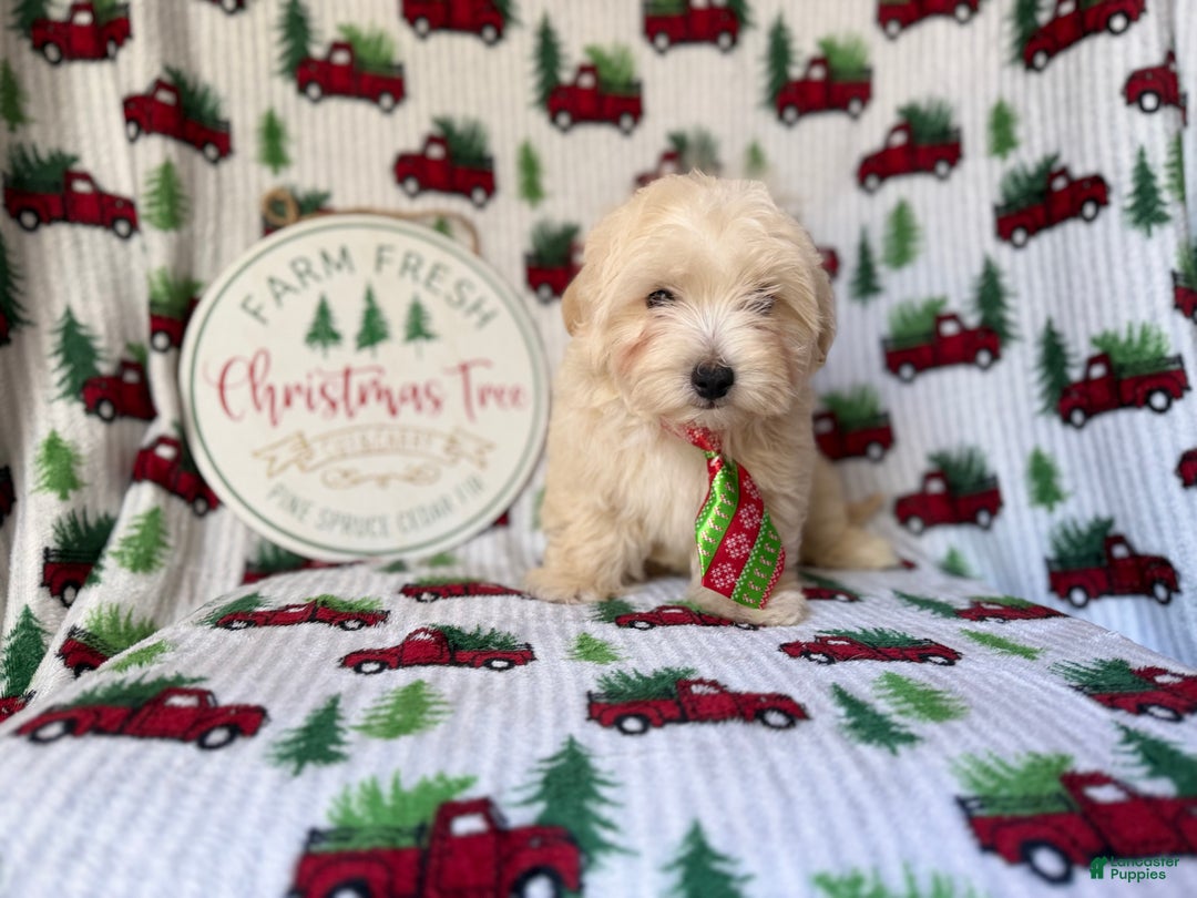 Maltipoo dogs for sale: Jingle - Ad 7