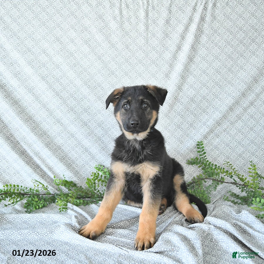German Shepherd dogs Zeus - Ad 2