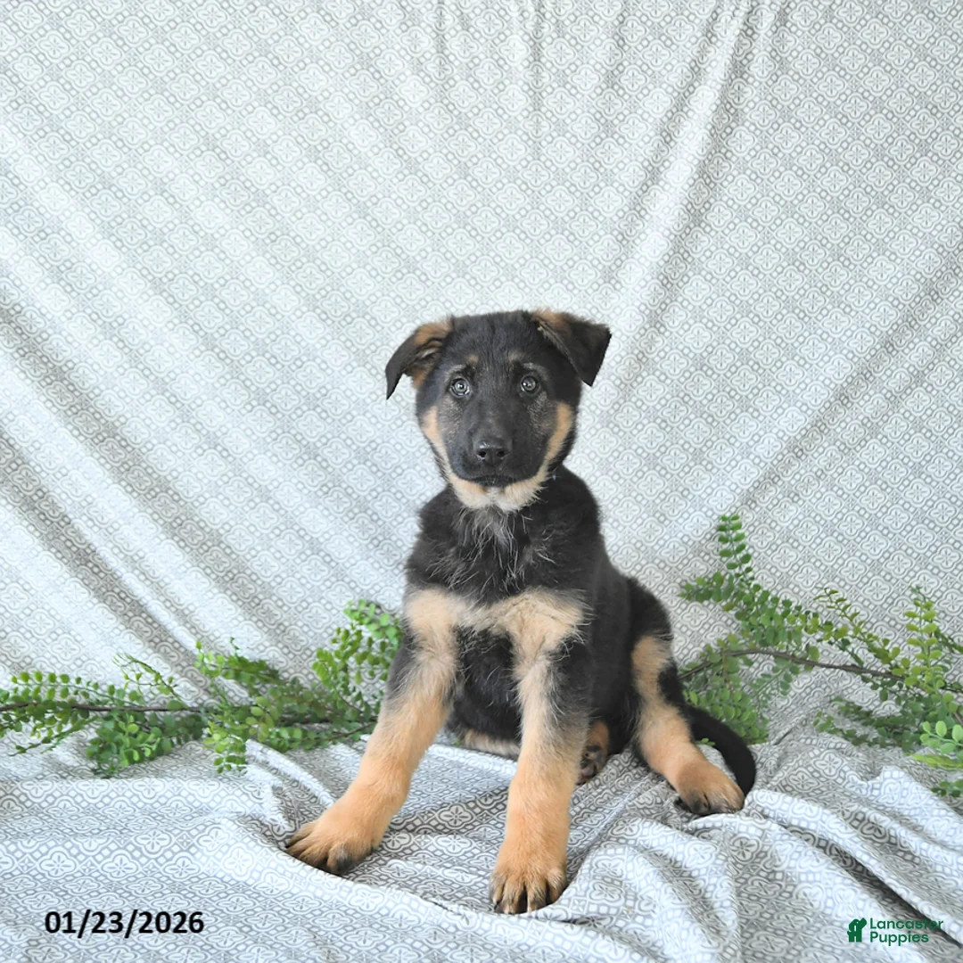 German Shepherd dogs for sale: Zeus - Ad 2