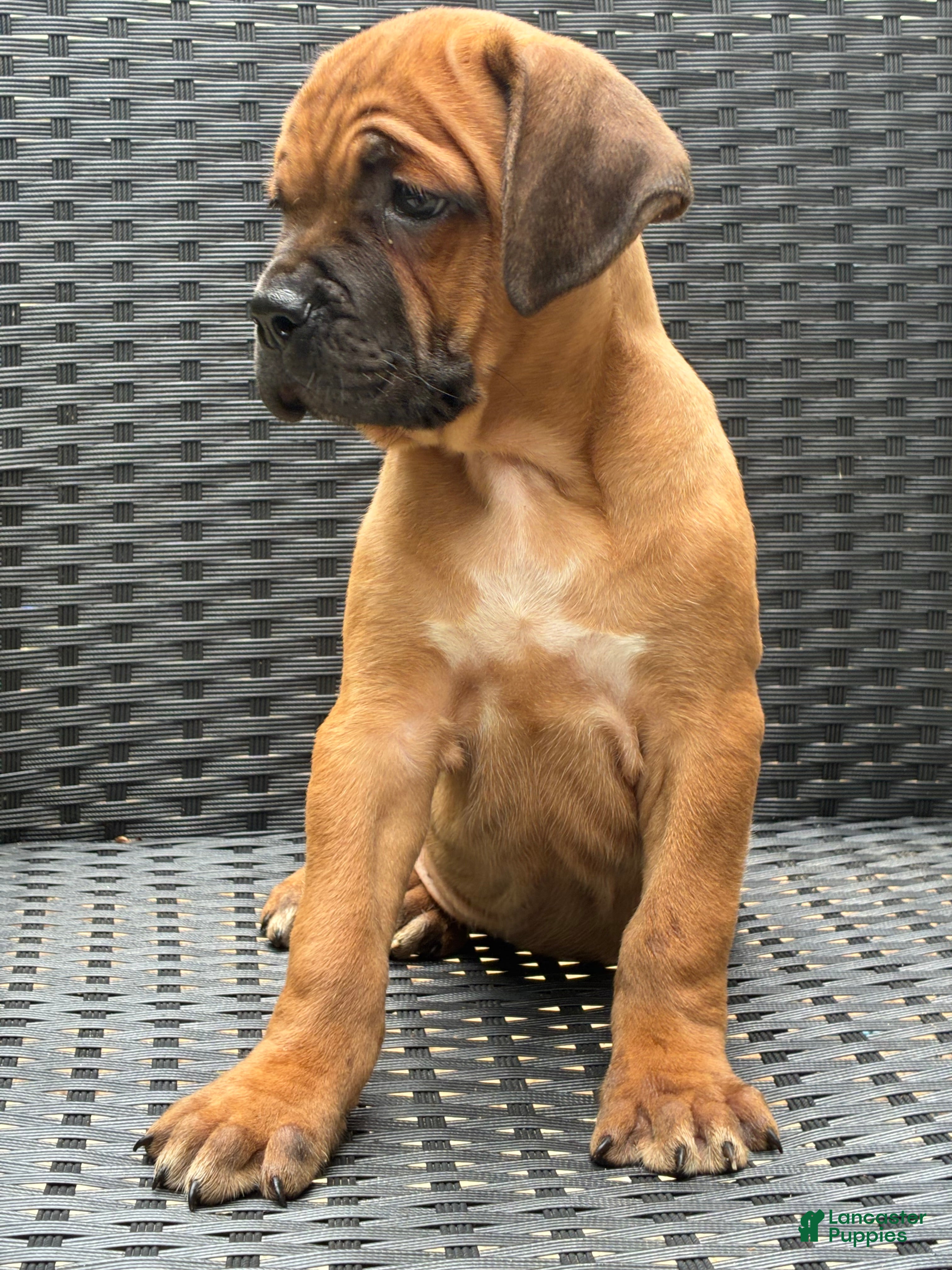 Cane Corso dogs Cane Corso Red  - Ad 34