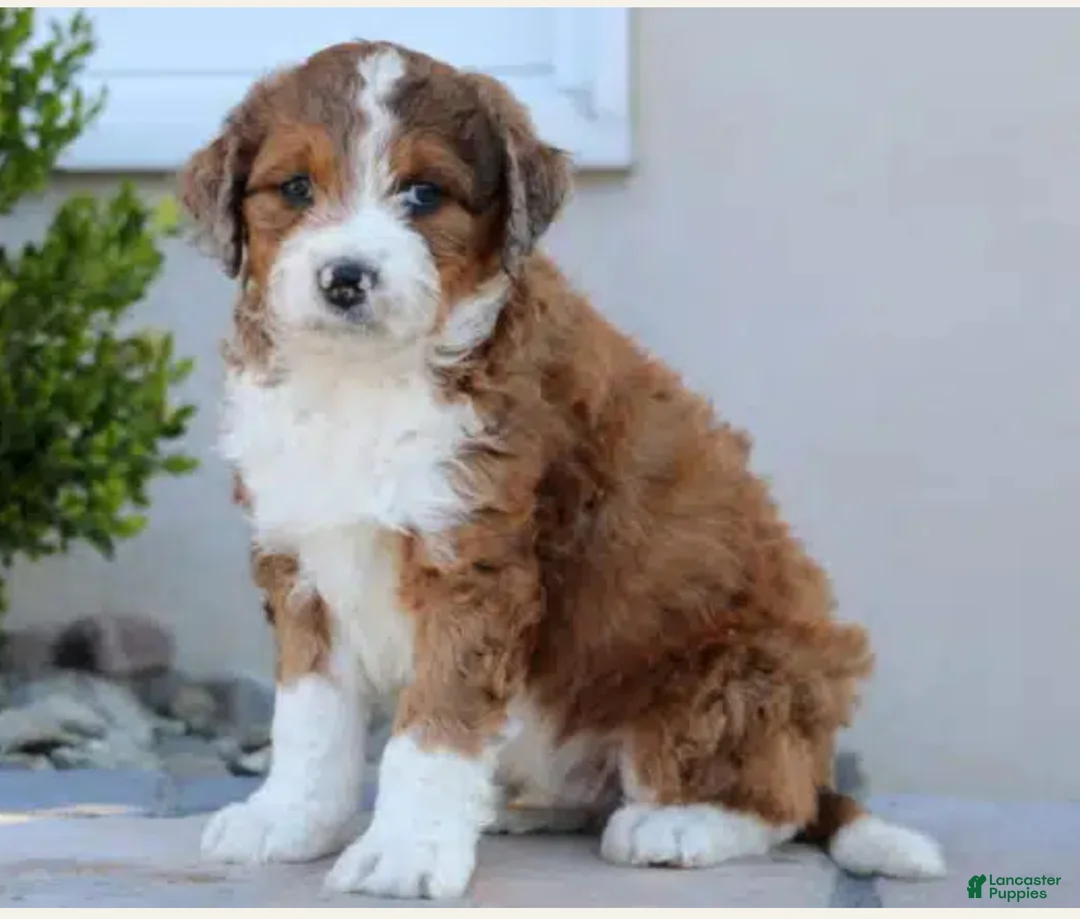 Aussiedoodle dogs for sale: Oliver - Ad 1