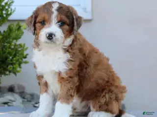 Aussiedoodle dogs Oliver - Ad 18