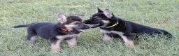 German Shepherd dogs for sale: Orange Collar - Ad 2