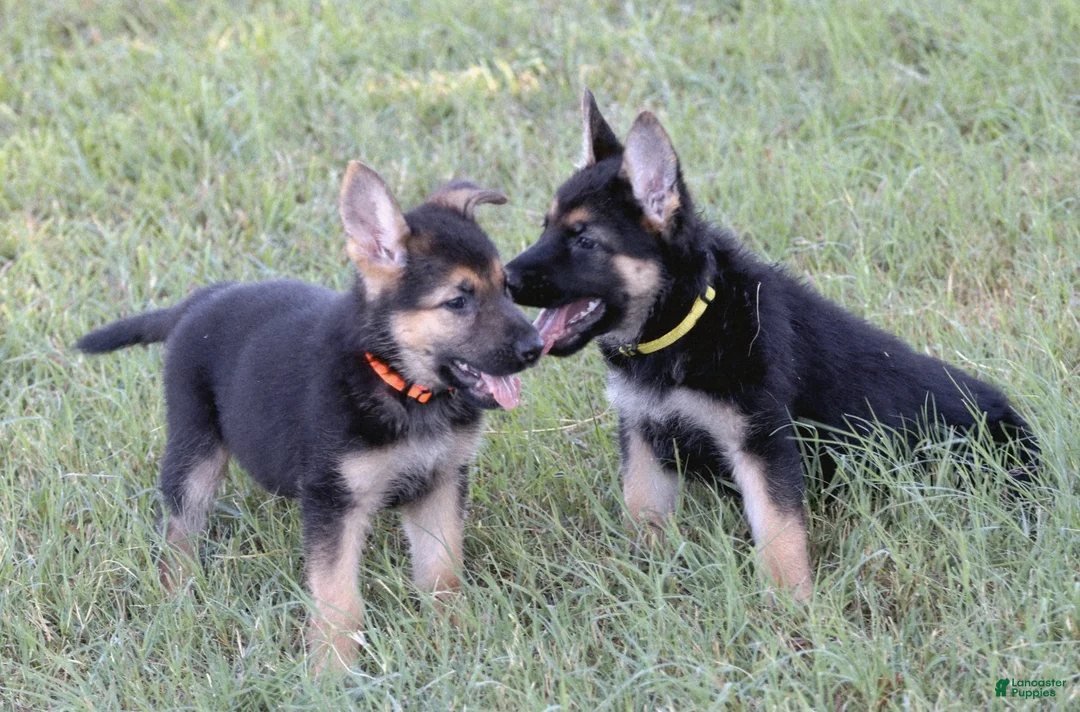 German Shepherd dogs for sale: Orange Collar - Ad 2