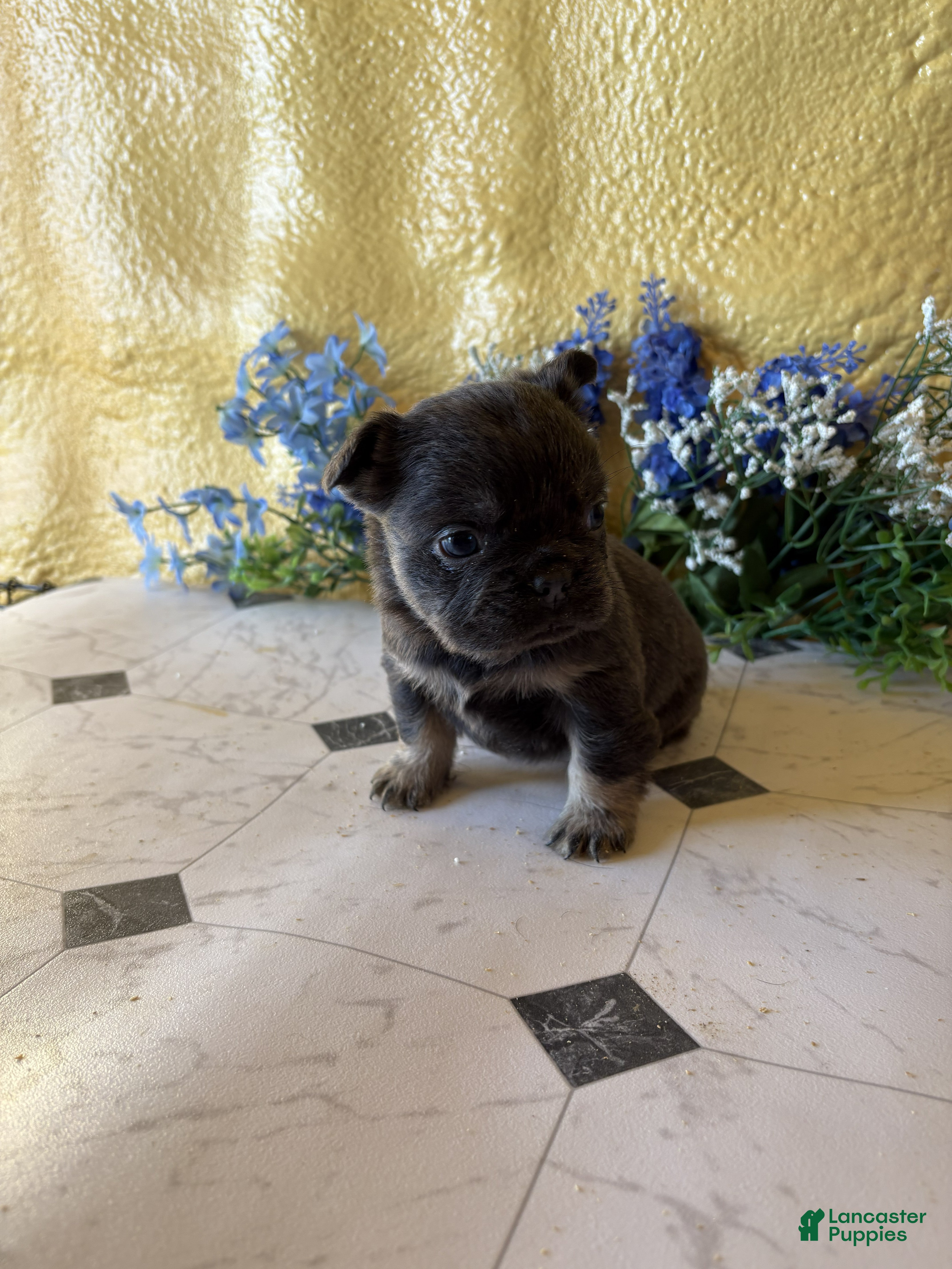French Bulldog dogs French Bulldog Puppy 4 Annie - Ad 14