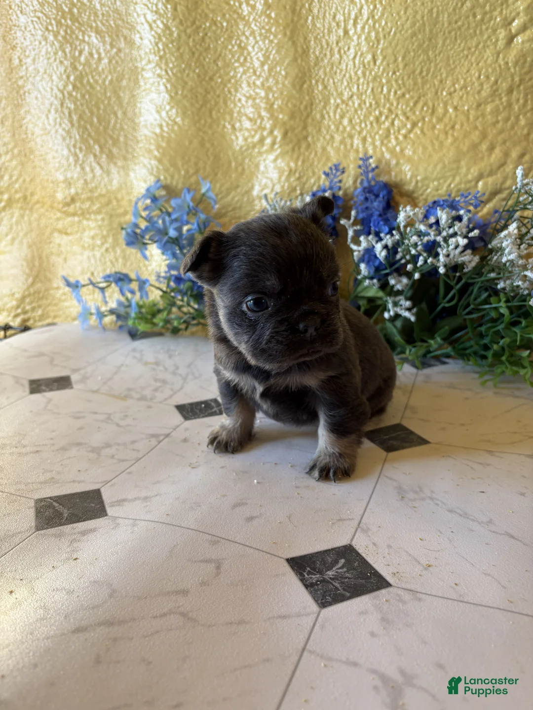 French Bulldog dogs for sale: French Bulldog Puppy 4 Annie - Ad 1