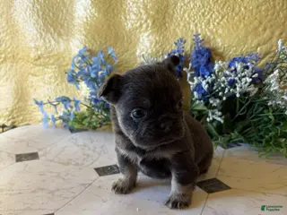 French Bulldog dogs French Bulldog Puppy 4 Annie - Ad 14