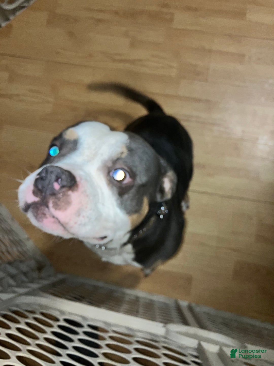 American Bully dogs for stud: Emerson - Ad 2