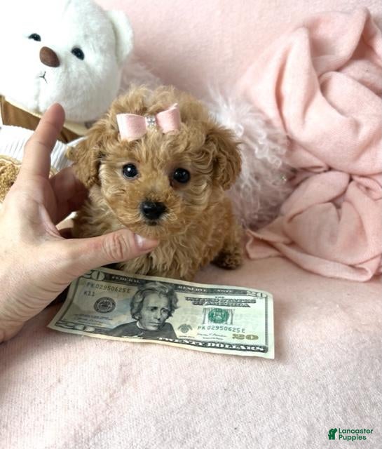 Toy Poodle dogs Toy Poodle Puppy 1 - Ad 18