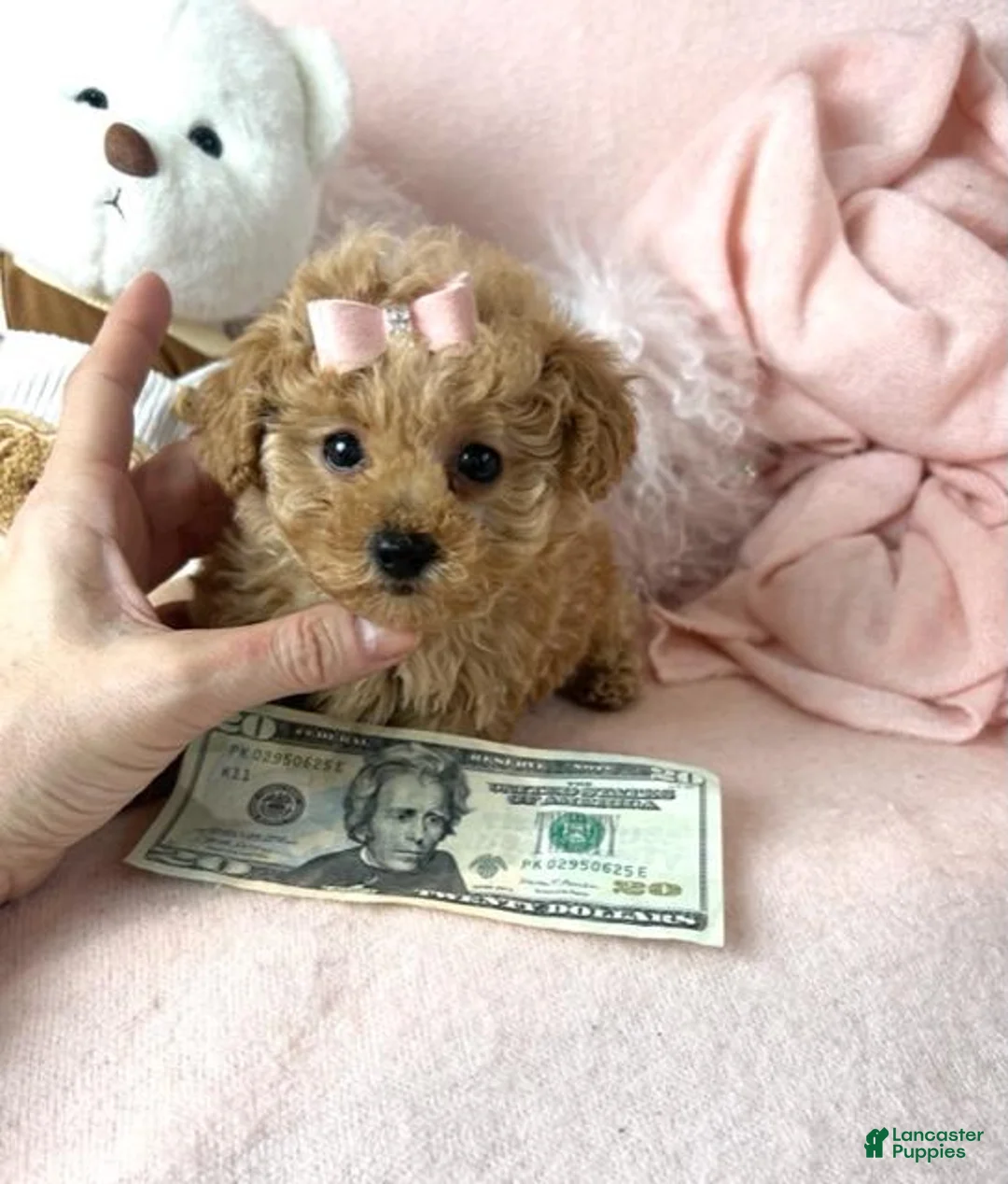 Toy Poodle dogs for sale: Toy Poodle Puppy 1 - Ad 1