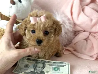 Toy Poodle dogs Toy Poodle Puppy 1 - Ad 18