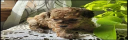 Toy Poodle dogs for sale: Tilah - Ad 5