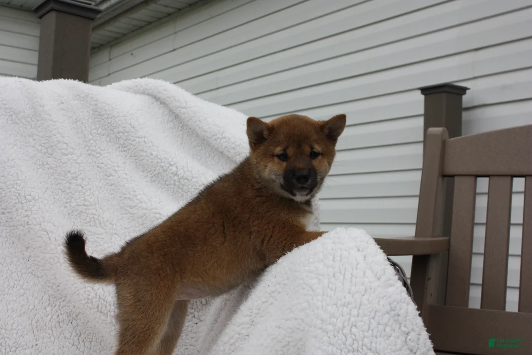 Shiba Inu dogs for sale: Karis - Ad 8
