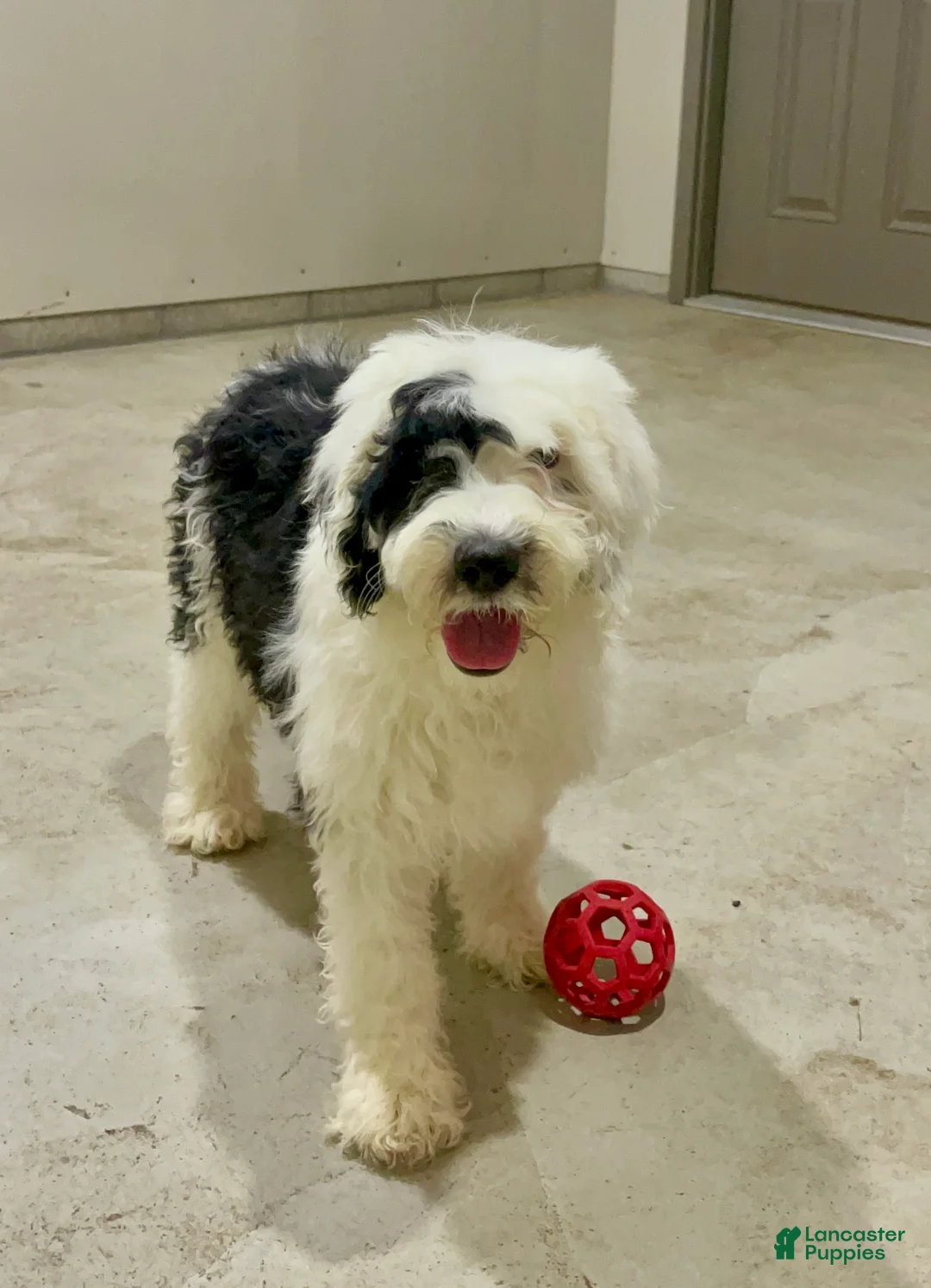 Sheepadoodle dogs for sale: Myla - Ad 2