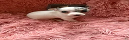 Chihuahua dogs for sale: Sugar - Ad 3