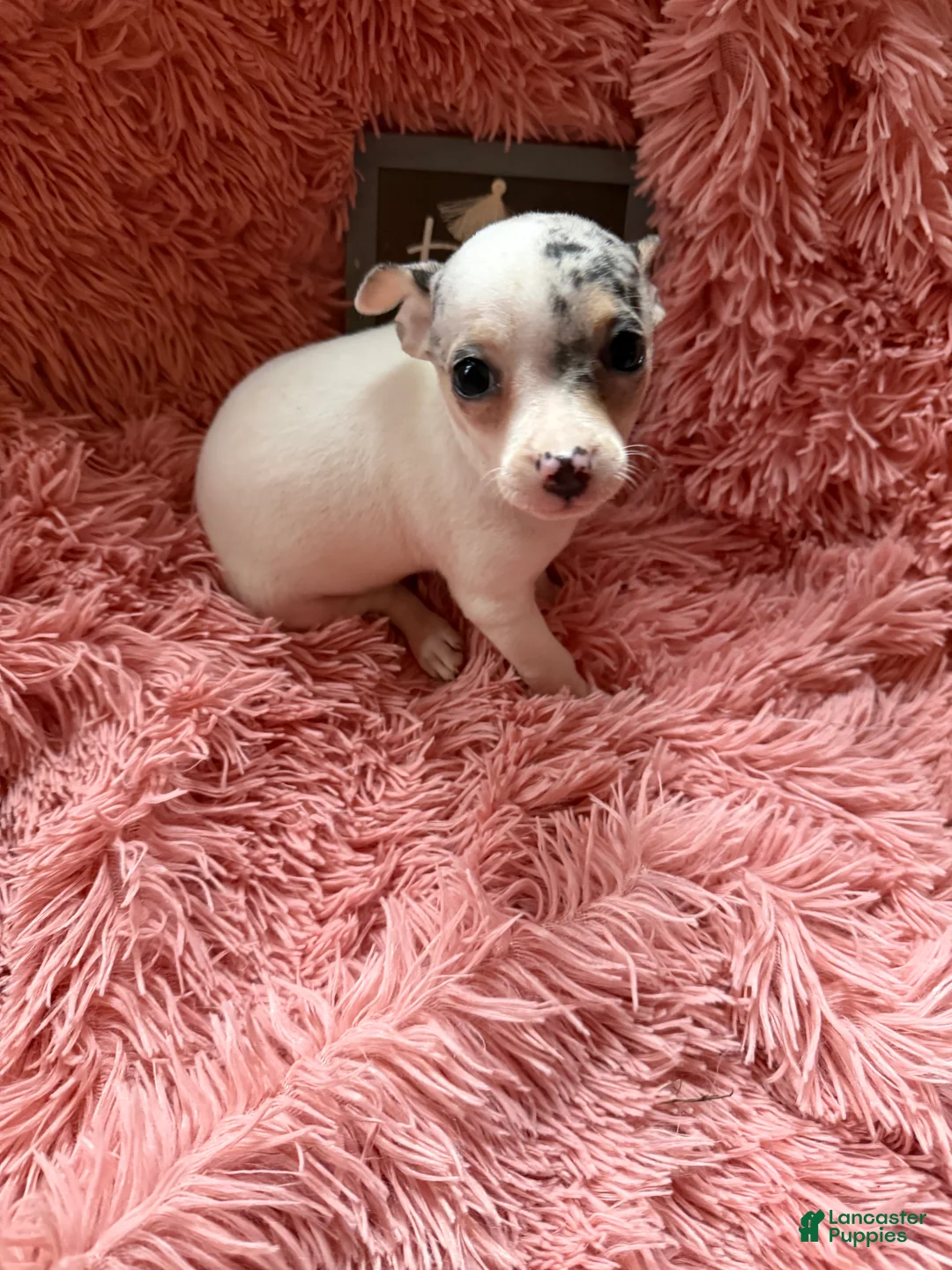 Chihuahua dogs for sale: Sugar - Ad 3