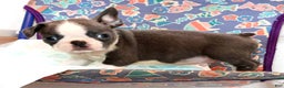 Boston Terrier dogs for sale: Blinker - Ad 1