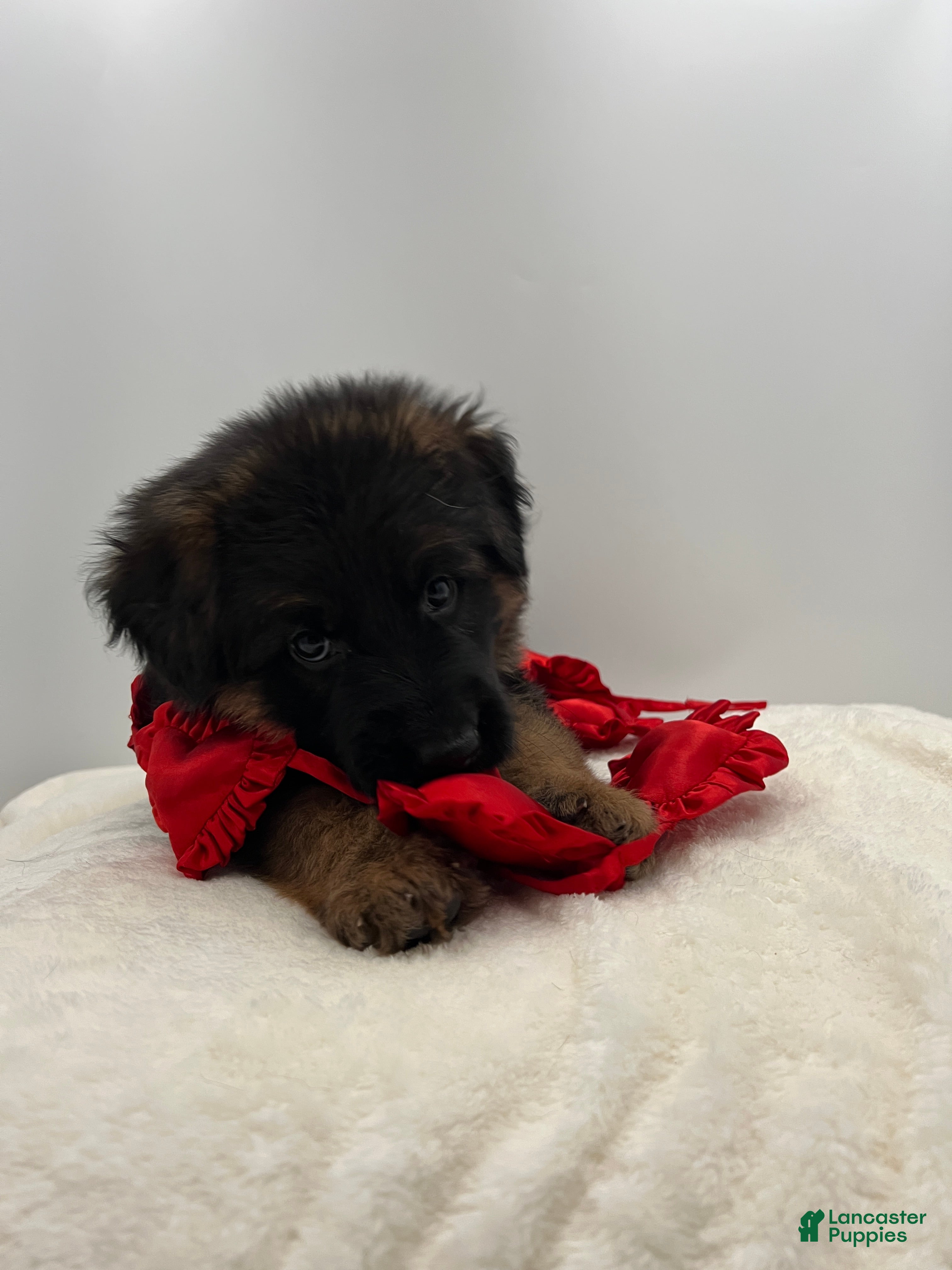 German Shepherd dogs Babette - Ad 2