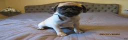 Pug dogs for sale: Tucker - Ad 10