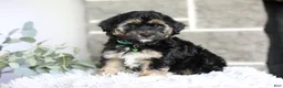 Maltipoo dogs for sale: Bear - Ad 10
