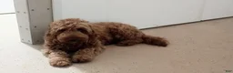 Mini Goldendoodle dogs for sale: Mr. Moose - Ad 6