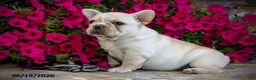 French Bulldog dogs for sale: Snow - Ad 7