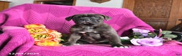 Cane Corso dogs for sale: Milo - Ad 1