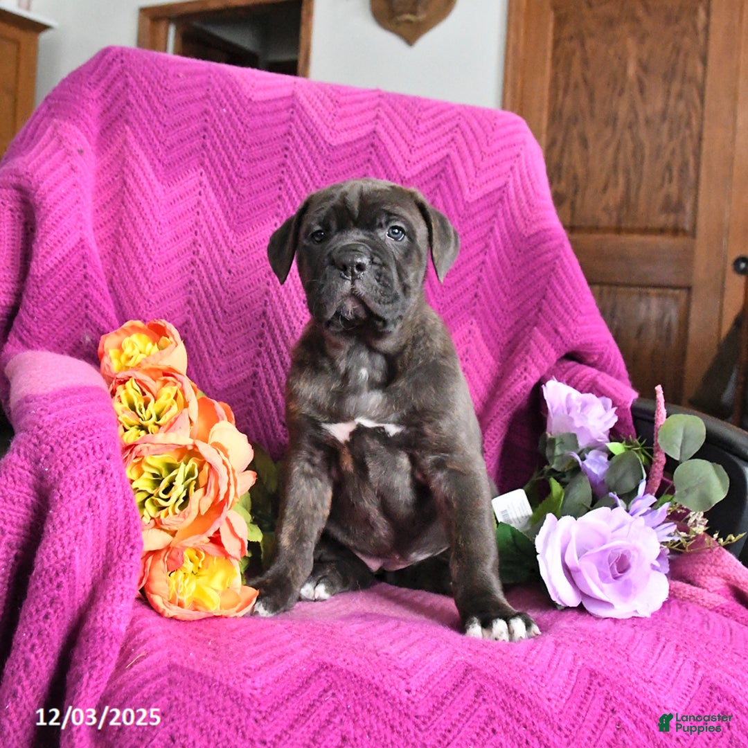 Cane Corso dogs for sale: Milo - Ad 1