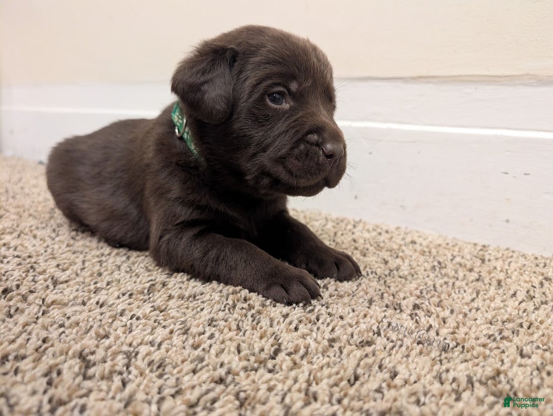 Labrador Retriever dogs for sale: Remington - Ad 3