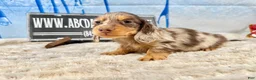 Dachshund dogs for sale: Uno chocolate dapple boy - Ad 8