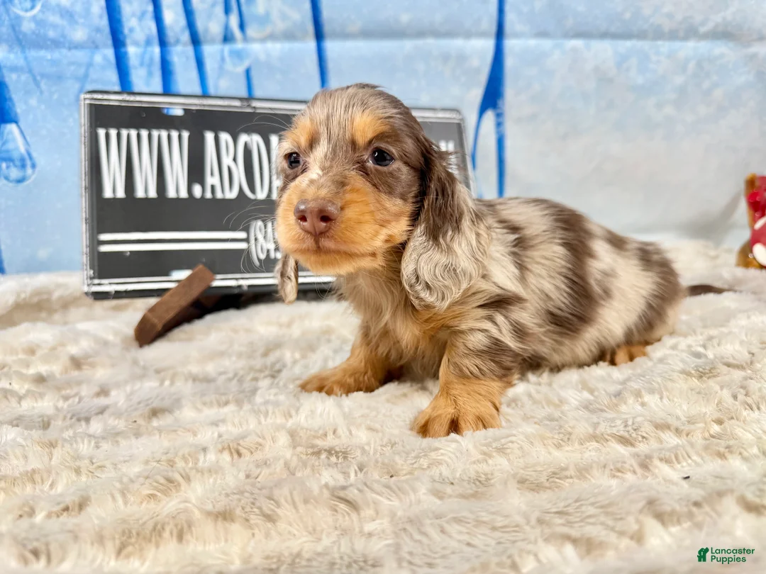 Dachshund dogs for sale: Uno chocolate dapple boy - Ad 8