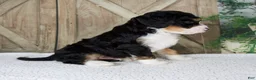 Mini Bernedoodle dogs for sale: Travis - Ad 5