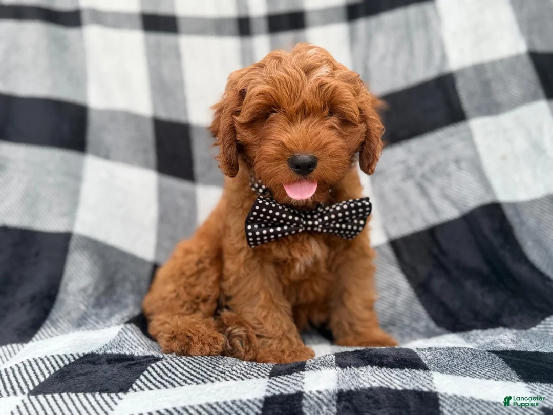 Cavapoo dogs for sale: Benny - Ad 2