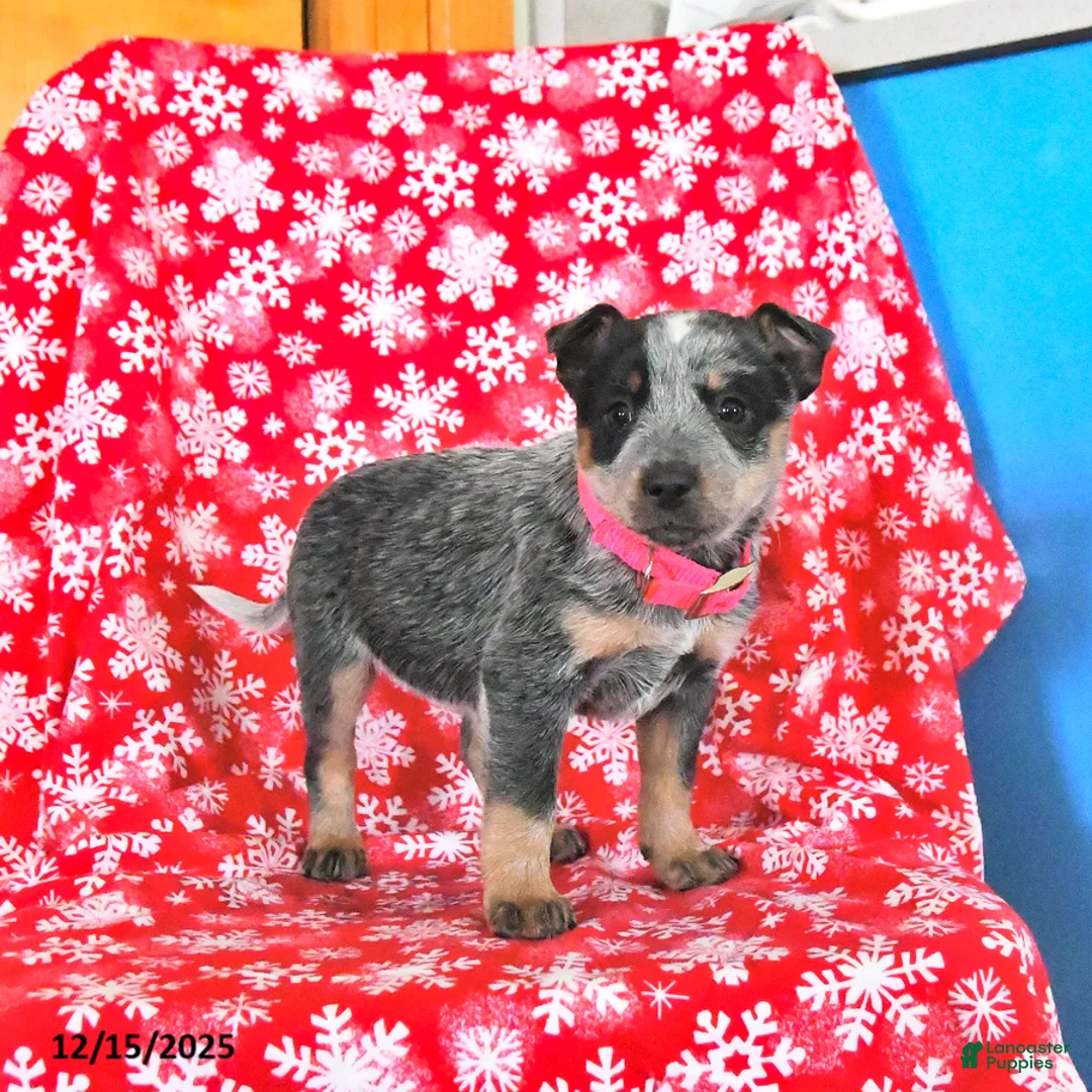 Australian Cattle Dog dogs for sale: Jade - Ad 12