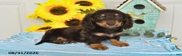 Miniature Dachshund dogs for sale: Porter - Ad 5