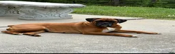 Boxer dogs for sale: Boxer 3 - Ad 1