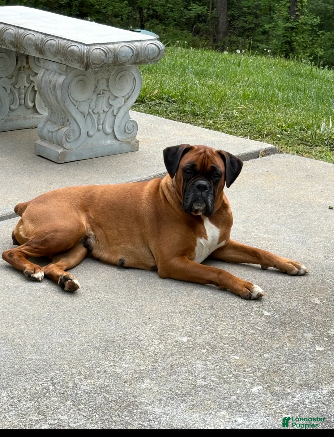 Boxer dogs for sale: Boxer 3 - Ad 1