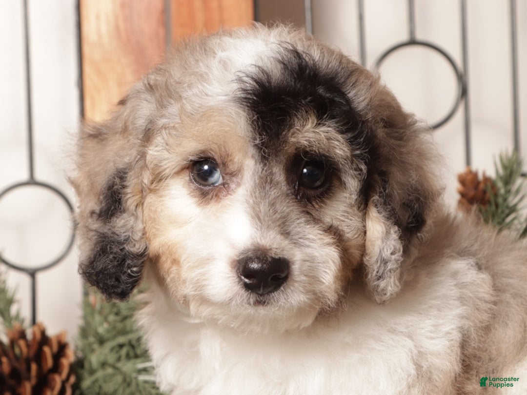 Bichpoo dogs for sale: Bubbles - Ad 2