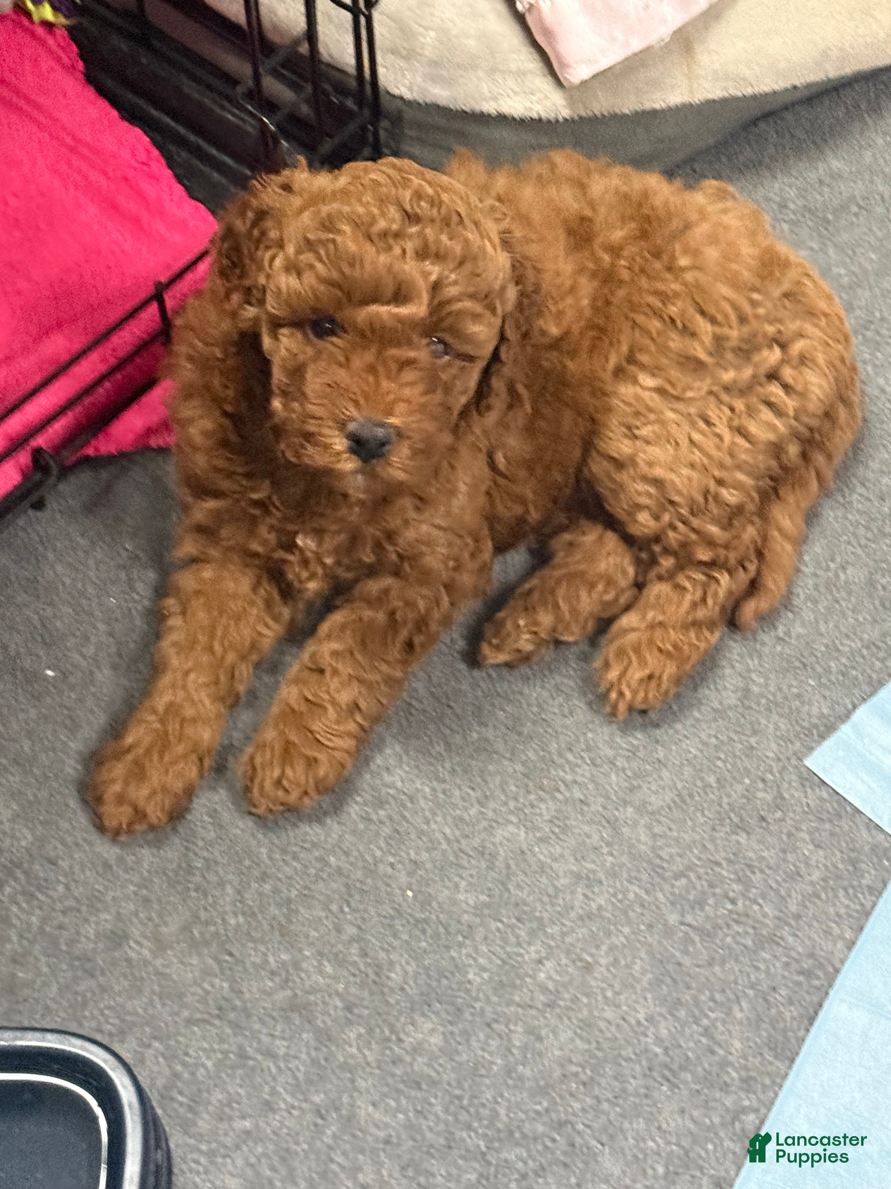 Goldendoodle dogs George (Solid Red) - Ad 1