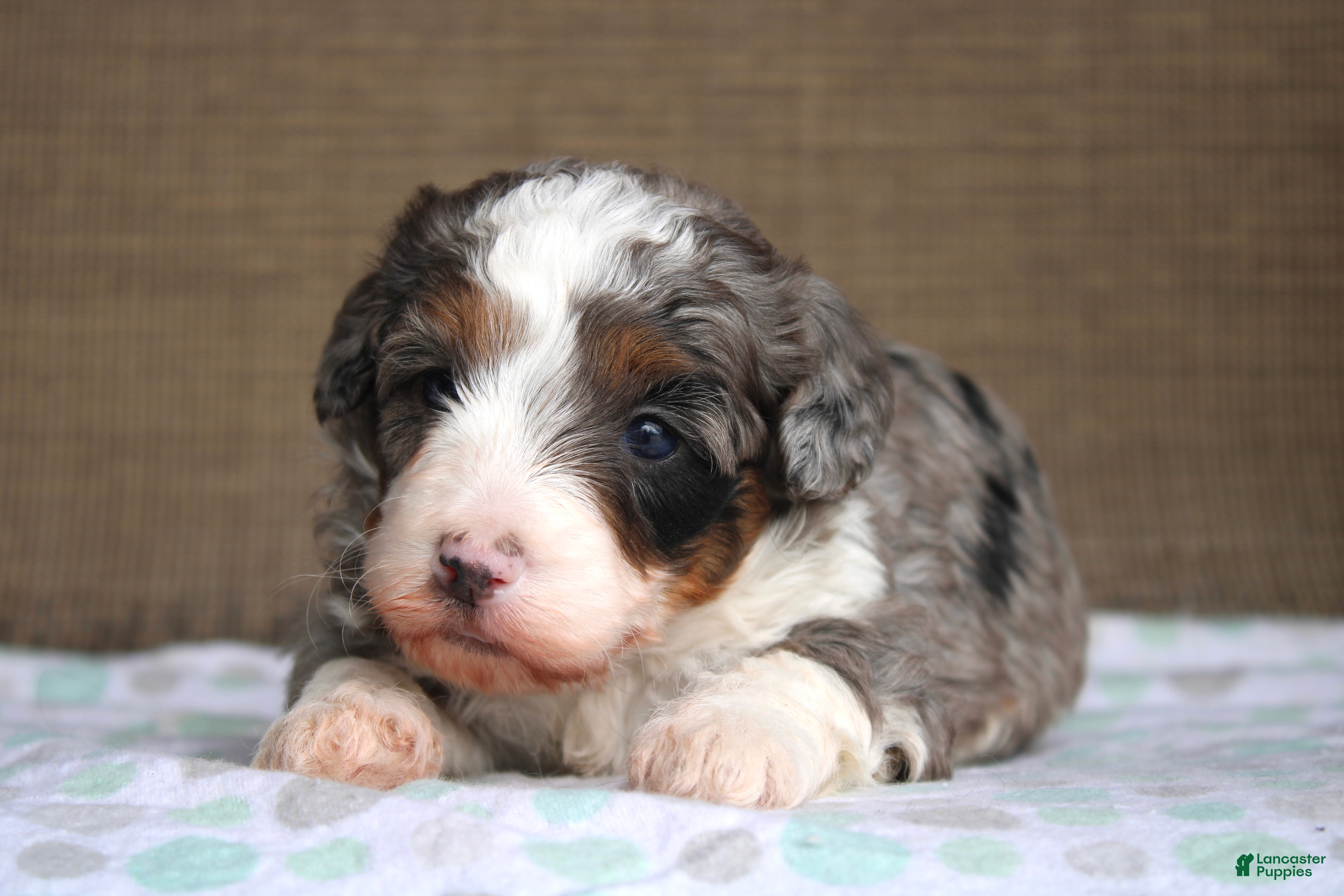 Mini Bernedoodle dogs Ramsey  - Ad 2