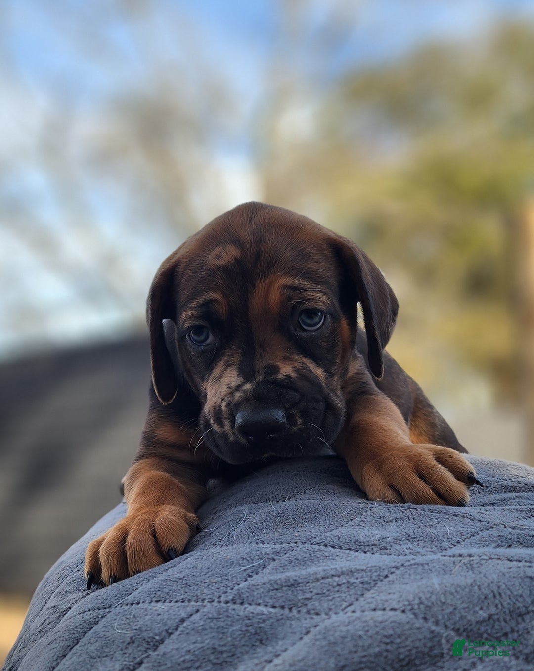 Catahoula Leopard Dog dogs for sale: Tala 2025 Male 2 - Ad 18