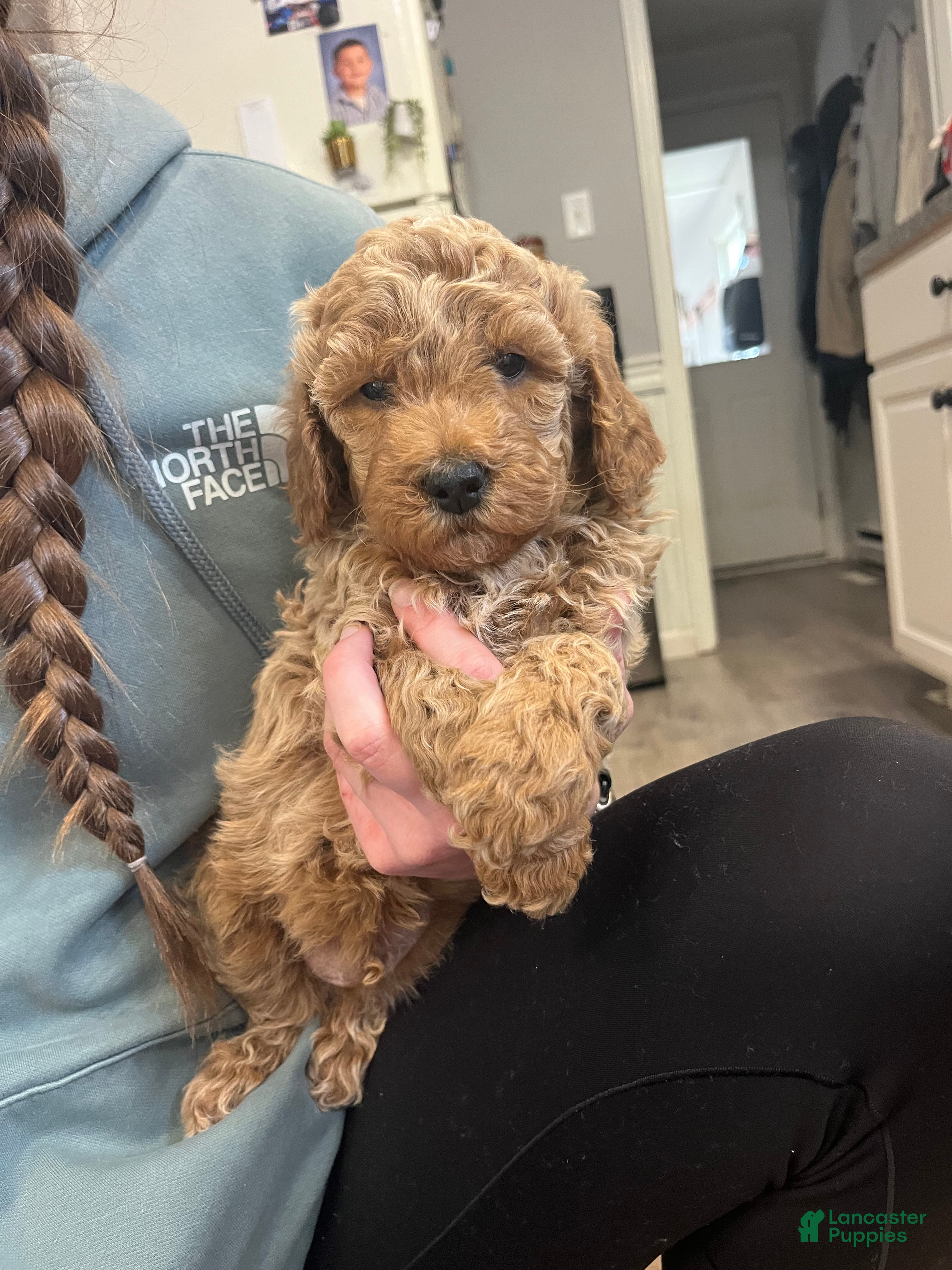 Mini Goldendoodle dogs Marlow - Ad 15